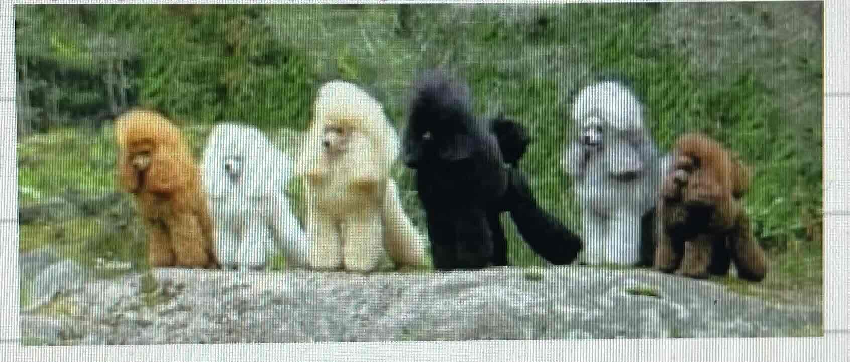 <p>Animals within a breed can differentiate on some characteristics : ex : one breed ( Poodle ) but with different colors</p>