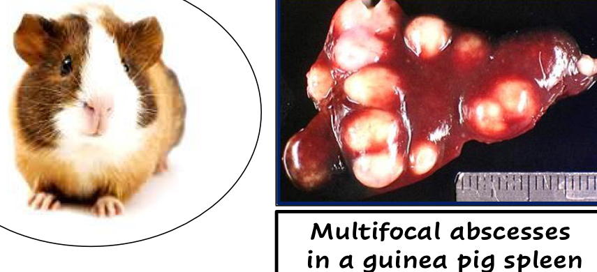 <ul><li><p>Primarily a <u>Rodent and Deer</u> pathogen</p><ul><li><p>Also infects cattle, humans, birds</p></li></ul></li><li><p>Micro-abscesses, abscesses, septicemia</p></li></ul><p></p>