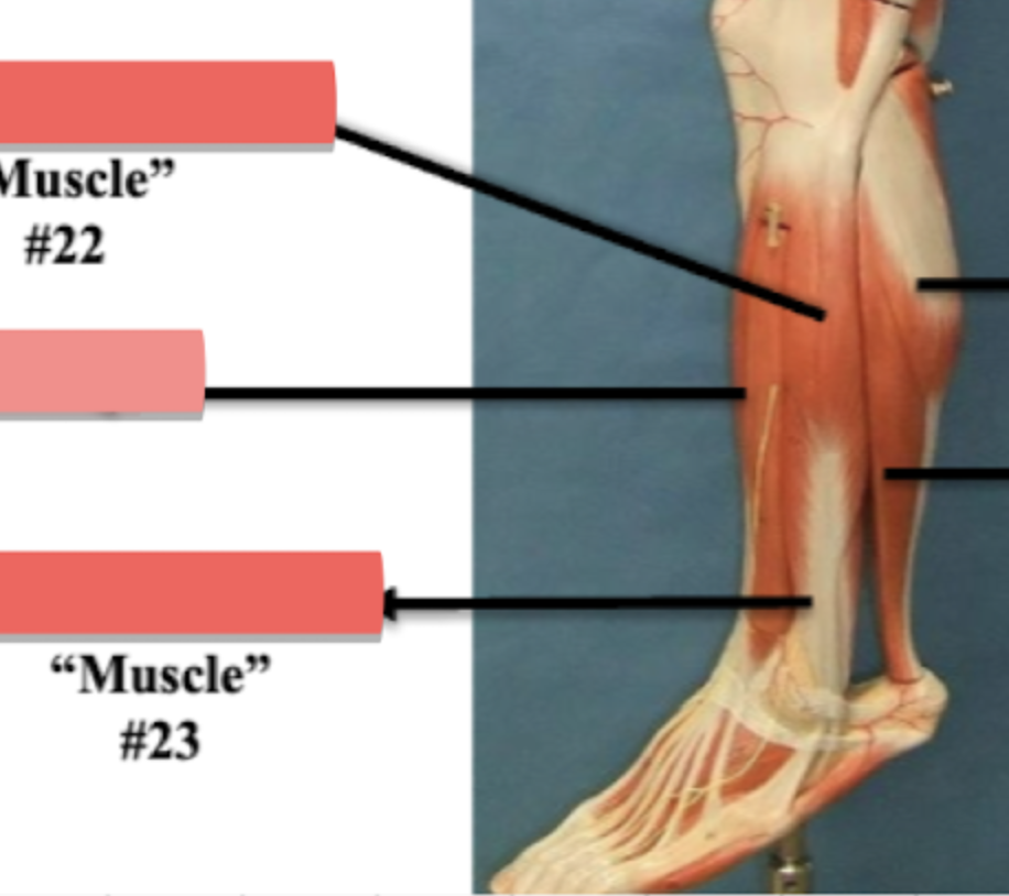 <p>Label muscle #23</p>