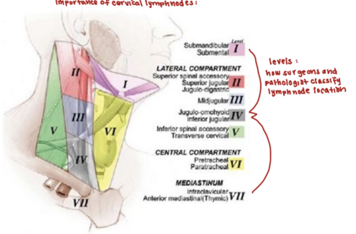 <p>cervical lymph nodes </p>