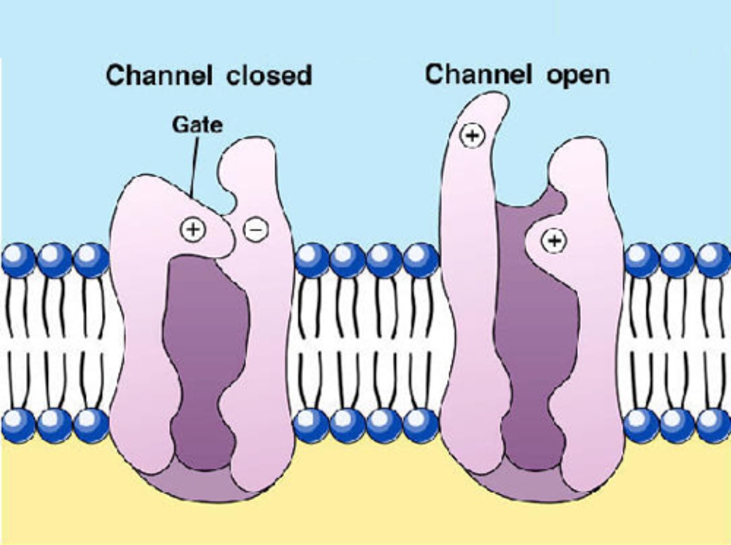 <p>A transmembrane protein which has a pore /hole that allows ions to pass across the cell membrane passively or by voltage gradients.</p>