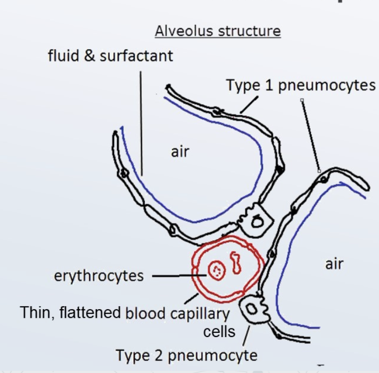 <p>thin to enable diffusion</p>