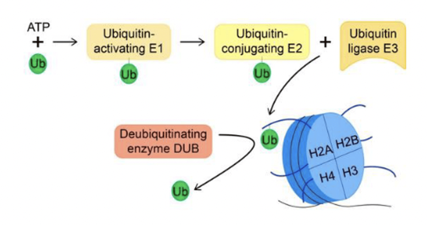 <p>______________ of histone amino-terminal tail associated with gene silencing, but the mechanism is unclear</p>
