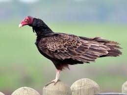 <p>What bird is this?</p>