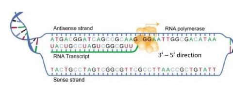 <p>Sense and Antisense DNA Strands</p>