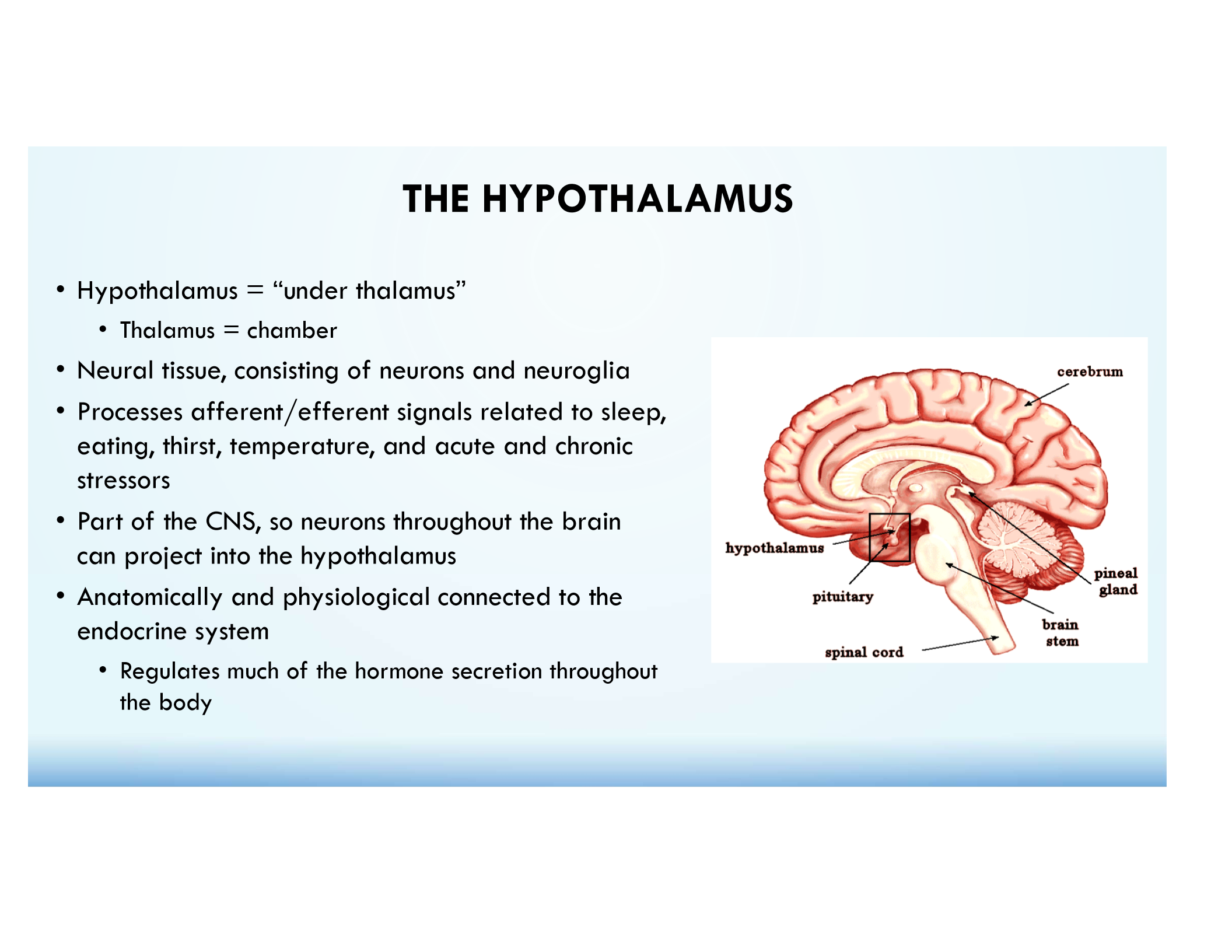 <p>Neural tissue that regulates hormone secretion, temperature, thirst, hunger, sleep, and stress.</p>