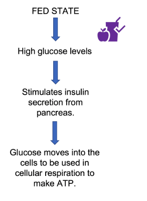 <p><span>Insulin is released by the pancreatic beta cells in response to high blood glucose levels, or a fed state. &nbsp;A fed state will occur after food has been consumed, like after a meal. &nbsp;Insulin is secreted by the pancreas and released into the blood stream. &nbsp;It acts on target tissue to help promoted the movement of glucose from the blood to inside the target tissue cell. &nbsp;There, glucose can be metabolized into ATP, which provides energy for the cell. &nbsp;Insulin also promotes the storage of glucose into glycogen within muscles cells.&nbsp; Insulin is a peptide hormone.&nbsp;&nbsp;</span></p>