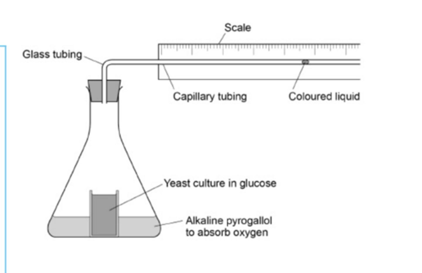 <p>𝐌𝐞𝐚𝐬𝐮𝐫𝐞𝐬 𝐎𝟐 𝐮𝐩𝐭𝐚𝐤𝐞:</p><p>1. Add a set mass of single-celled organism eg. yeast to a set volume / concentration of substrate eg. glucose</p><p>2. Add a buffer to keep pH constant</p><p>3. Add a chemical that absorbs CO2 eg. sodium hydroxide</p><p>4. Place in water bath at a set temperature and allow to equilibrate</p><p>5. Measure distance moved by coloured liquid in a set time</p>