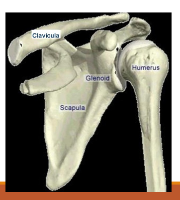 <p>helemaal links: clavicula, scapula, glenoid en humerus (rechts)</p>