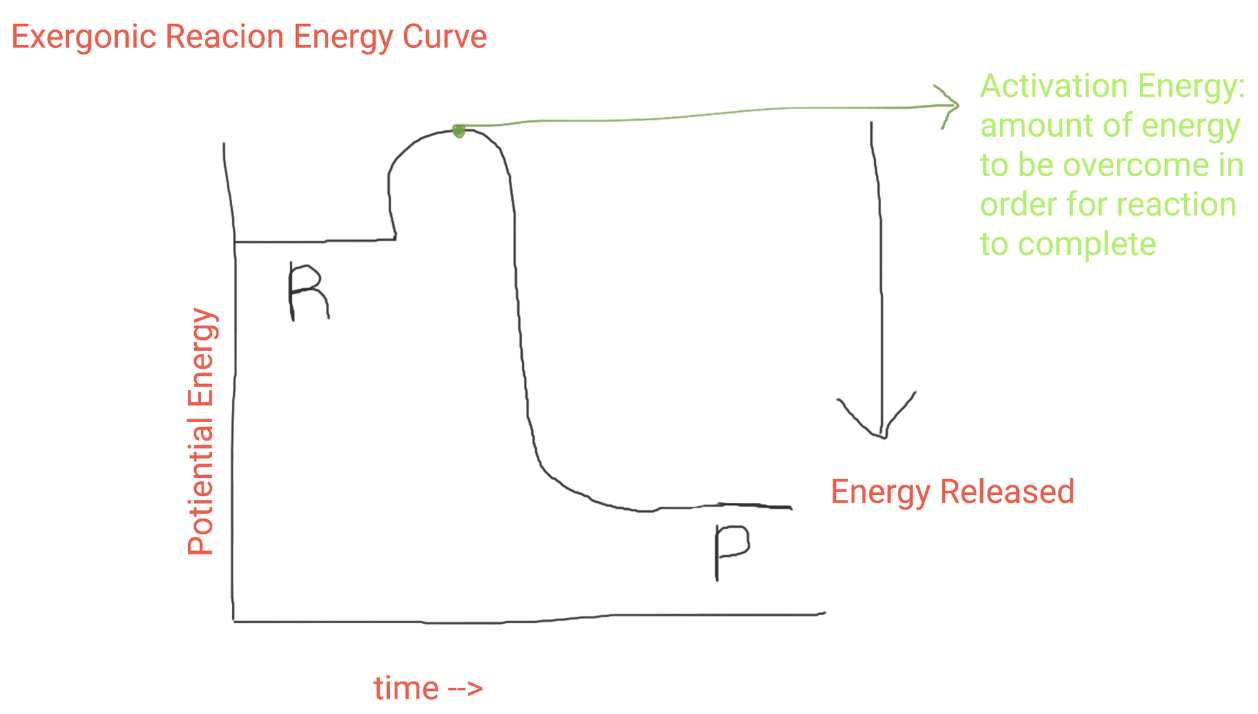 <p>reactions where reactants have more total energy than the products resulting in broken bonds and a net release of energy (less reactants than products)</p>