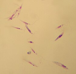 <p>in fly</p>