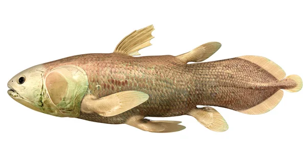 <p>Fleshy-limbed “fish”</p>