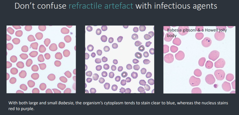 <p>Presence of an organism is diagnostic but its absence does not rule out the infection.</p><p>The degree of parasitaemia does not necessarily correlate with the degree of clinical disease</p><p>A concurrent immune mediated component (check for</p><p>spherocytes &amp; agglutination)</p><p>Refractile artefact or stain precipitate</p>