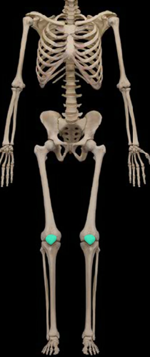 <p>anterior knee</p>