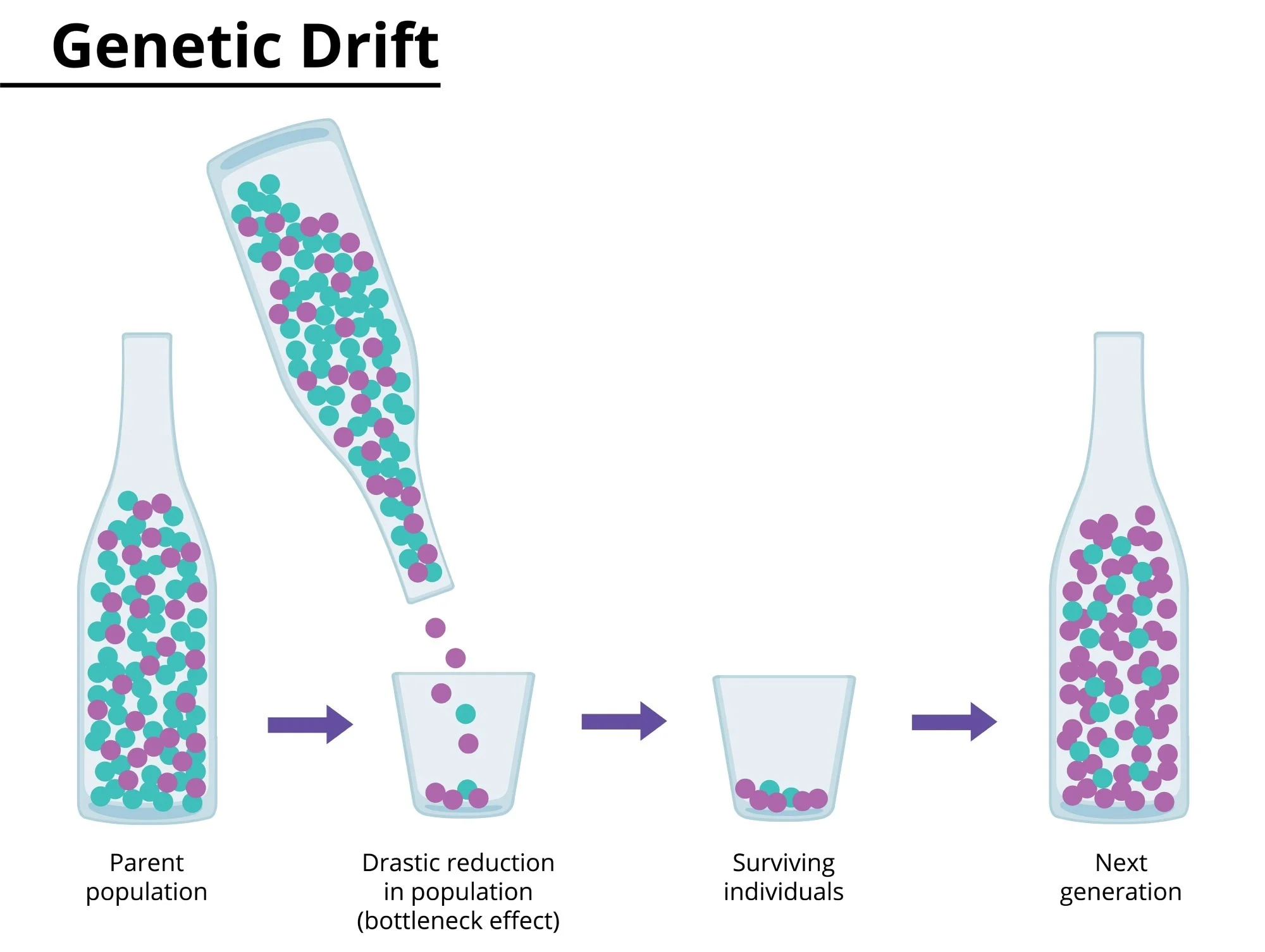 <p>Bottleneck Effect</p>