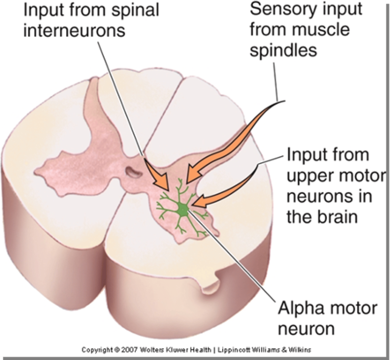 <p>Lower motor neurons (LMNs) receive inputs from _________ ___________ in the spinal cord, but also directly from ________ ________ _________ (UMNs)</p>