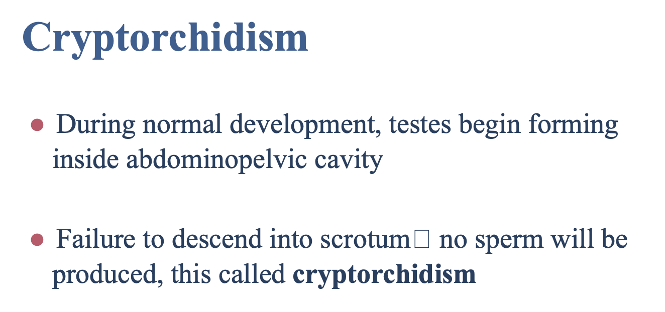 <p>A disorder in which the testes <strong>fail to descend</strong> into the scrotum, causing <strong>no sperm</strong> to be produced</p>