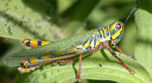<p>Grasshoppers </p>