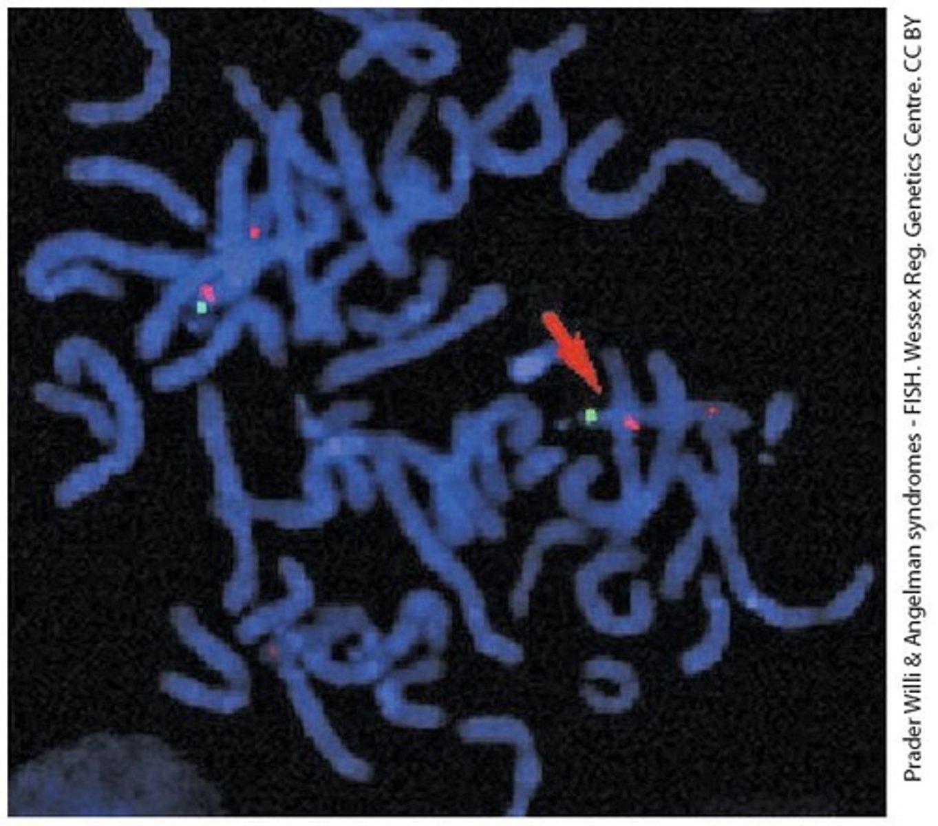 <p>A method that uses a single-stranded complementary DNA probe to identify specific DNA sequences.</p>