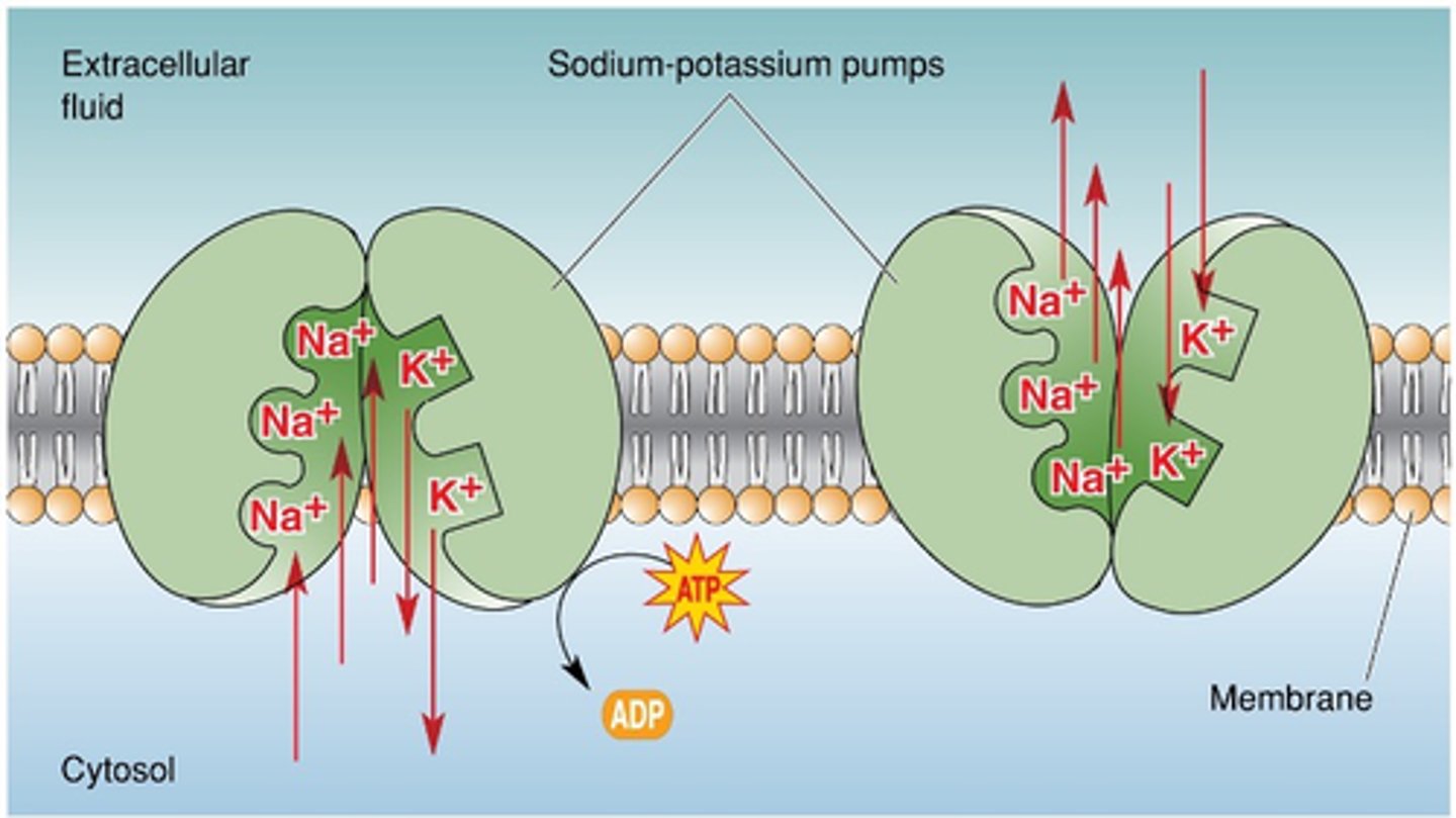 <p>Neurons and astrocytes remove __ from the ______________ ______</p>