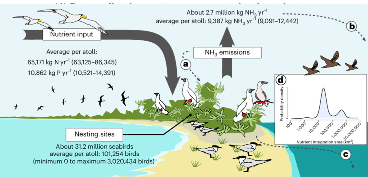 <p><em>Case Study: (1) Rat eradication restores ocean-to-land nutrient subsidies</em></p><p>How did the authors measure subsidies?</p>