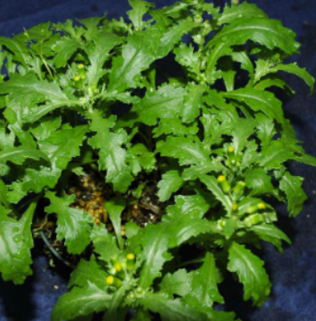 <p>Common groundsel (Asteraceae)</p>