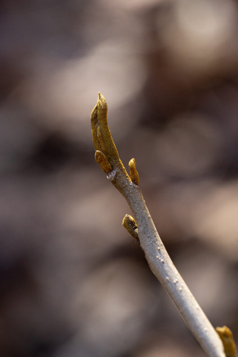 <p>Common name: Bitternut hickory</p><p></p><p>Genus: Carya</p><p></p><p>Species: cordiformis</p><p></p><p>Family: Juglandaceae</p>