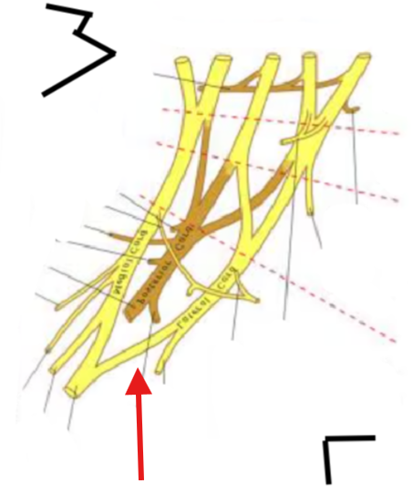 <p>What is this structure?</p>