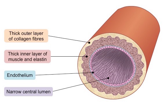 <p>Order: Outside to inside</p><ul><li><p>Thick wall with outer layer of collagen to prevent rupturing from high pressure. </p></li><li><p>Arterial walls contain thick layer of inner muscle + elastic fibres to maintain pulse flow.</p></li><li><p>Endothelium: Thin membrane</p></li><li><p>Narrow lumen = maintain high blood pressure</p></li></ul>