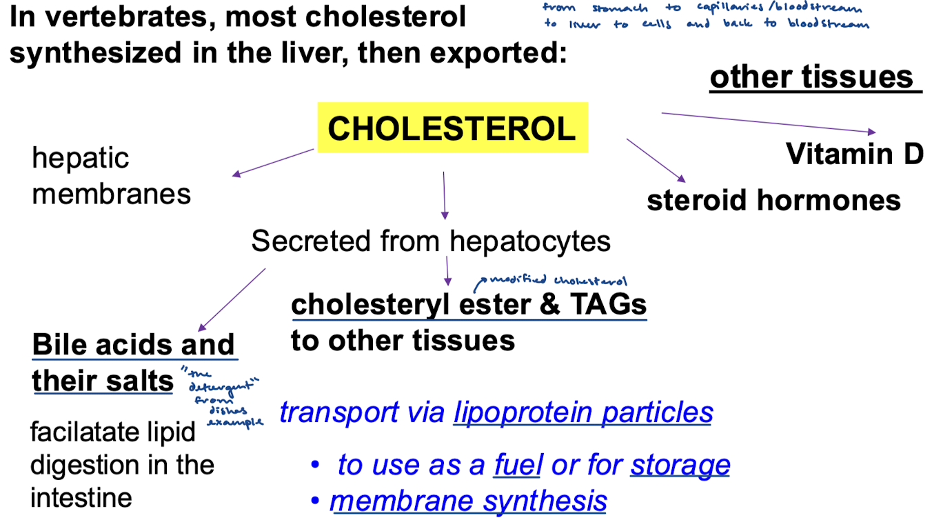 <p>In the liver, then to hepatic membranes, secreted from hepatocytes, or as steroid hormones or vitamin D to other tissues.</p>