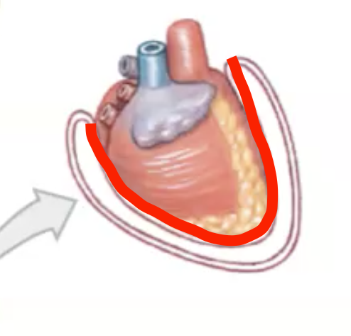 Chapter 1

What do Visceral Membranes do
