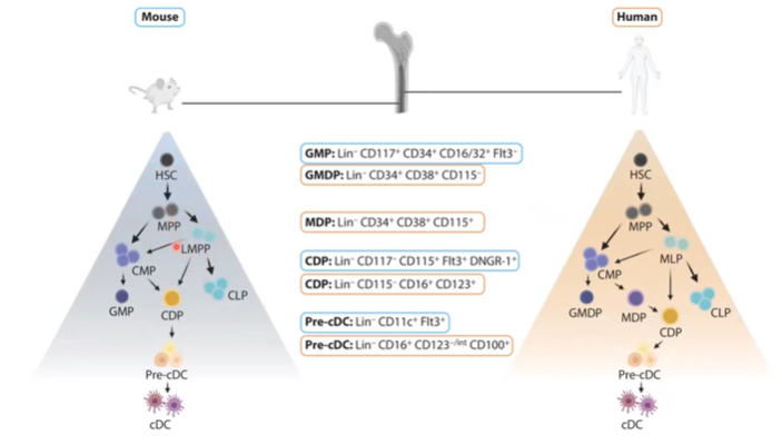 <ul><li><p><strong>Mouse and human dendritic cells (DCs)</strong> follow a similar <strong>developmental program</strong>.</p></li><li><p>Both progress through stages from <strong>hematopoietic stem cells (HSCs)</strong> to <strong>pre-DCs</strong> and <strong>mature cDCs</strong>.</p></li><li><p><strong>Mice</strong> are often used as models due to this <strong>developmental similarity</strong>.</p></li><li><p><strong>Human DCs</strong> show greater <strong>plasticity</strong> in differentiation pathways, adding complexity to human studies.</p></li></ul><p></p>