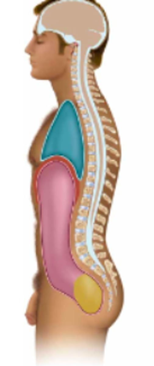 <p>Name the body cavity in yellow:</p>