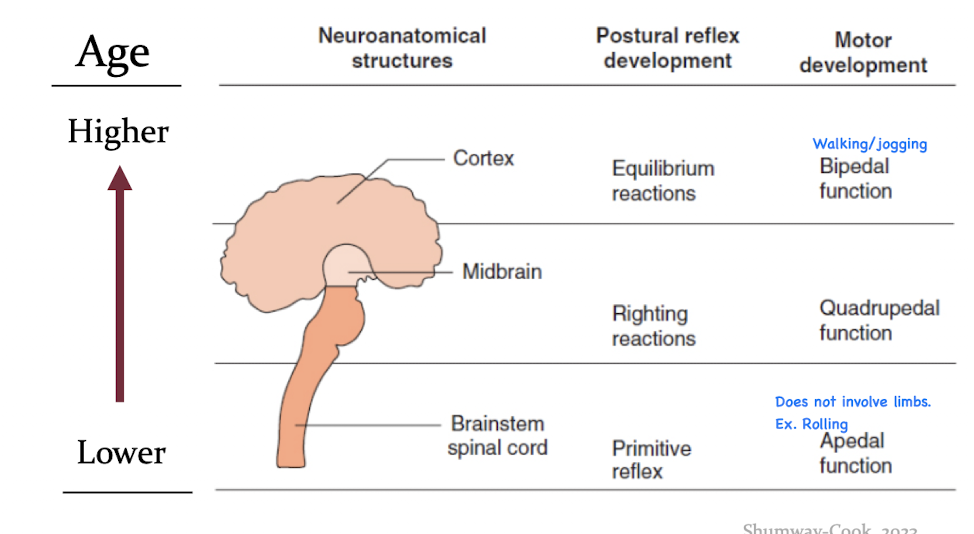<p>Motor skills develop in a predictable sequence and is influenced by the maturation of the CNS. </p>