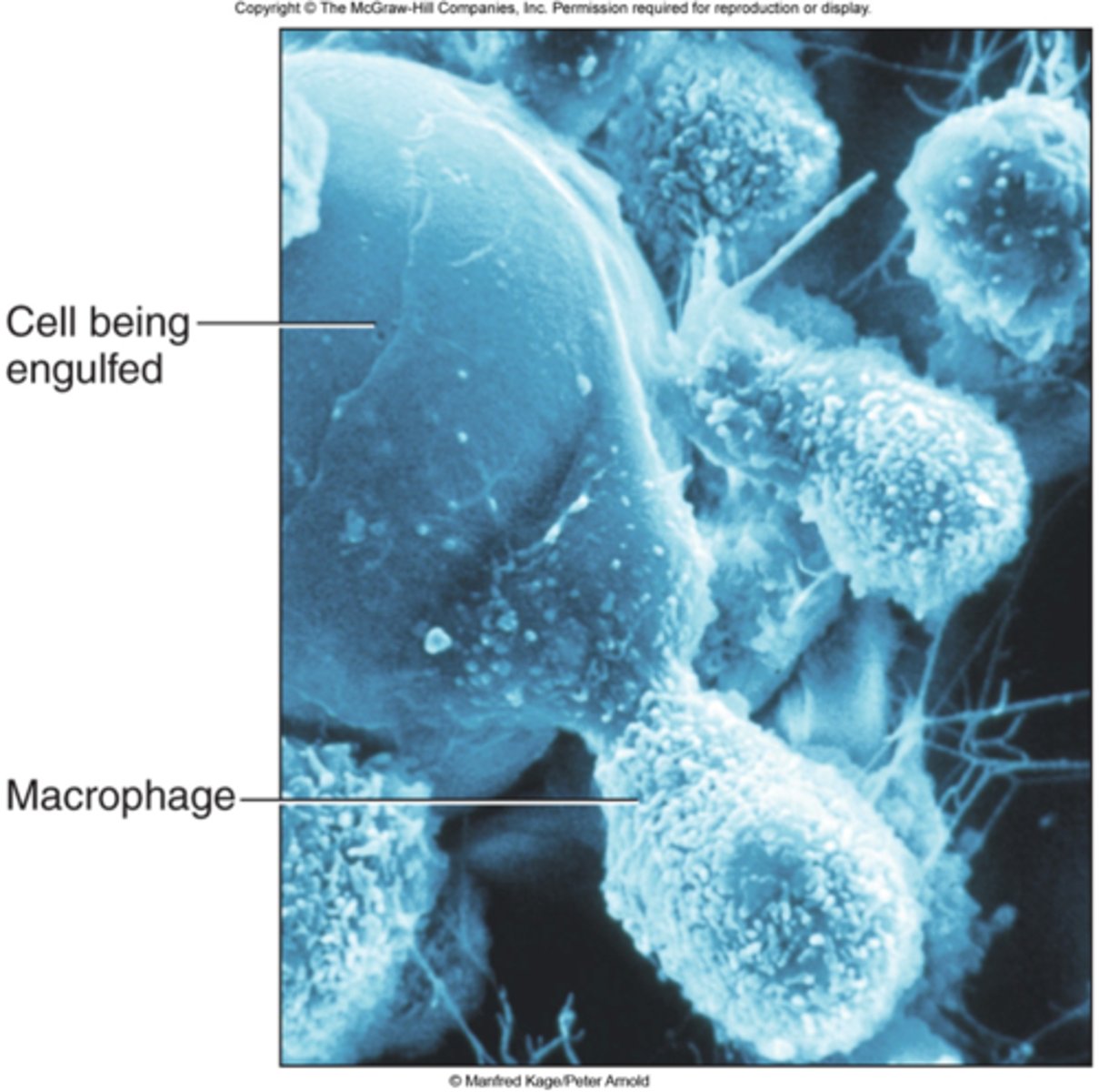 <p>(histiocytes) function as scavenger cells and defend against infection and foreign particles by phagocytosis.</p>