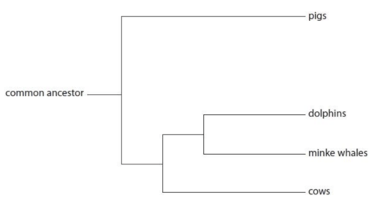 <p>- Dolphins and minke whales are the most closely related as they share the most recent common ancestor.</p><p>- The shared common ancestor of dolphins and minke whales then shares a common ancestor with cows.</p><p>- Pigs are the most distantly related to the other three animals as they were the first to diverge from the main ancestral line.</p>