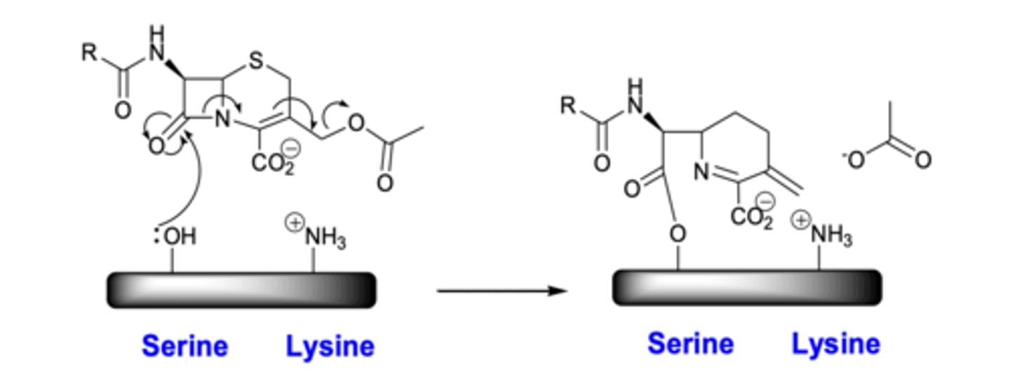 <p>- Beta lactam is essential to activity.</p><p>- Free carbonyl is essential to activity</p><p>- Bicyclic system (two rings next to eachother) is essential</p>
