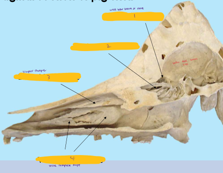 <p>Identify the numbered structures</p>