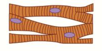 <ul><li><p>Cardiac muscles are involved in <strong>involuntary, myogenic </strong>(without stimulus)<strong> contraction </strong>of the <strong>heart </strong>to pump blood</p></li><li><p>They are faintly <strong>striated </strong>(have stripes), <strong>branched </strong>and <strong>uninucleated </strong></p></li></ul><p></p>