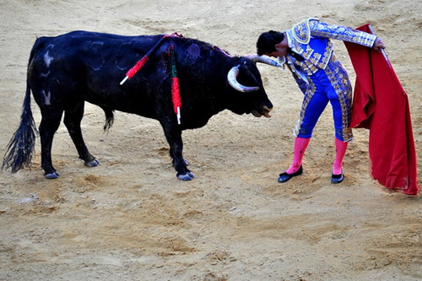 <p>bullfighter who kills the bull</p>