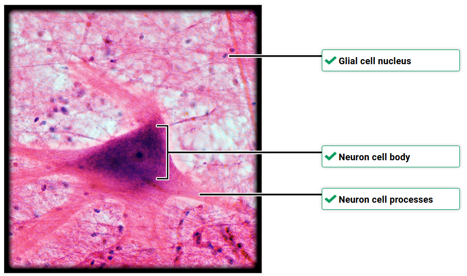 <p>nervous tissue identification</p>