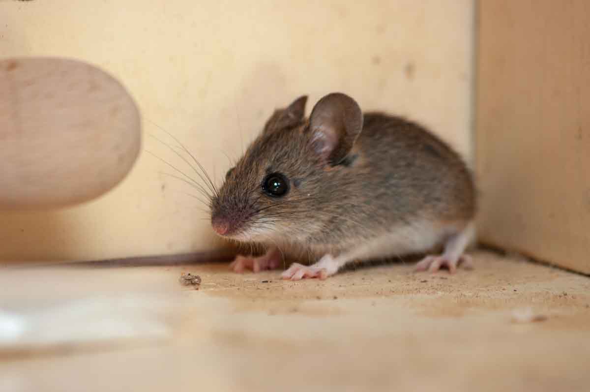 <p>House mouse</p>