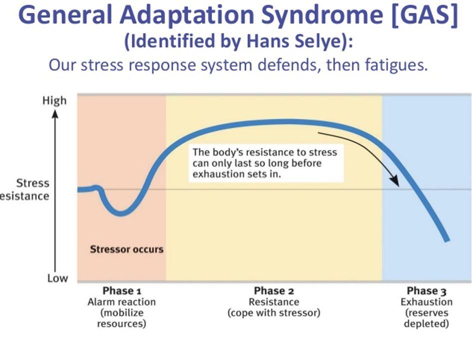 <p>3) stage of exhaustion:</p><ul><li><p>may lead to <strong>sickness or death</strong></p></li><li><p>this stage is the result of <strong>prolonged or chronic stress</strong></p></li></ul><p></p>