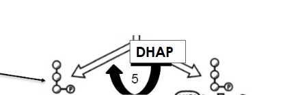 <ul><li><p class=""><strong>What happens?</strong> DHAP is converted into another G3P.</p></li><li><p class=""><strong>Why?</strong> So now you have <strong>two identical 3-carbon sugars</strong> to work with.</p></li><li><p class=""><strong>Visual:</strong> You now have 2 G3Ps going through the rest of glycolysis.</p></li></ul><p class=""><strong>Analogy:</strong> Like converting Canadian dollars to US dollars so everything matches.</p>