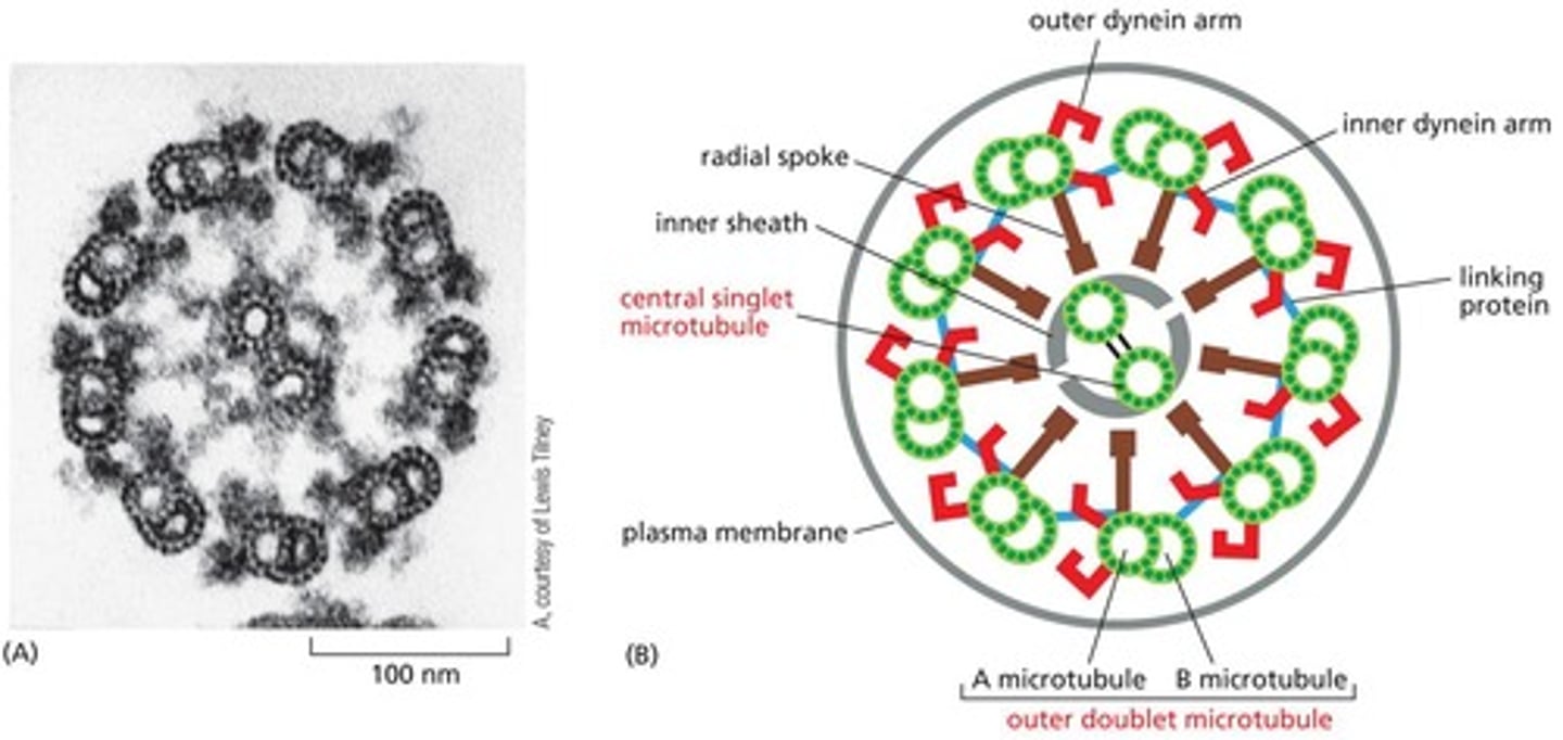 <p> refers to the dynamic process where actin filaments grow at one end while simultaneously disassembling at the other.</p>