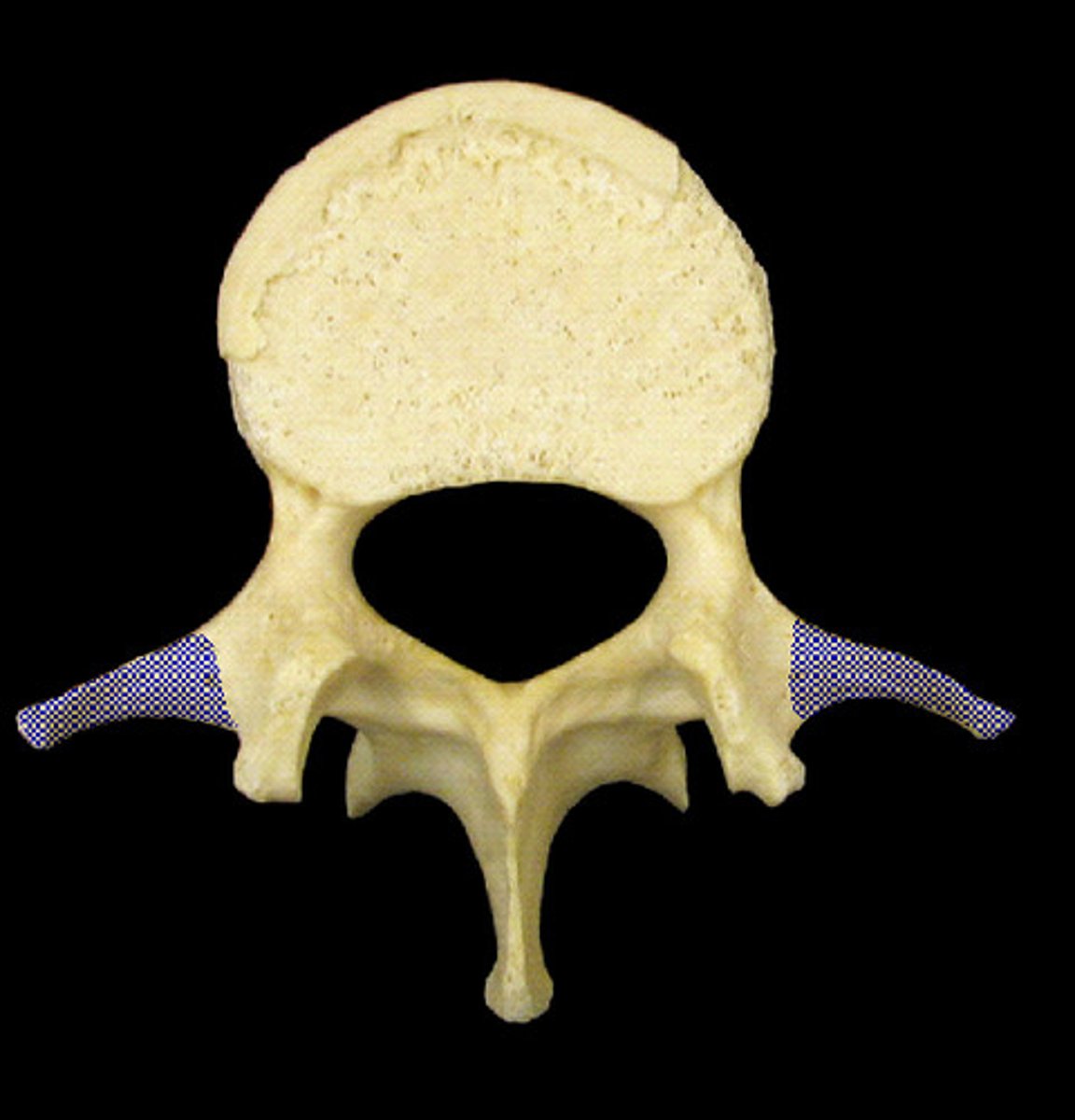 <p>Name the structure.</p>
