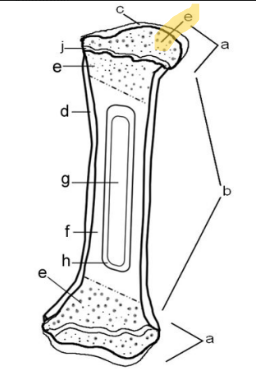 <p>Spongy bone</p>
