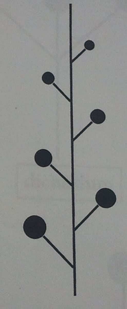 <p>flowers are arranged along a single, long central axis</p>