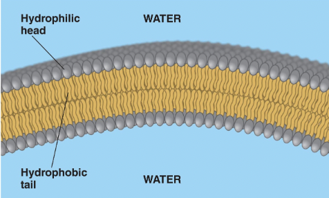 <p>the hydrophillic heads face the outside while the hydrophobic tail are on the inside meeting another set of hyrophobic tails with hydrophillic tails facing the outside</p>