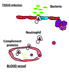 <p>PAMP activation of TLRs, directed chemokine secretion (e.g. IL-8), recruitment of neutrophils and monocytes, phagocytosis and killing of pathogens, apoptosis, resolution of inflammation, and activation of complement proteins.</p>